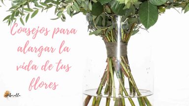 Alarga San Valent&iacute;n con estos consejos para cuidar de tus Flores a domicilio Madrid