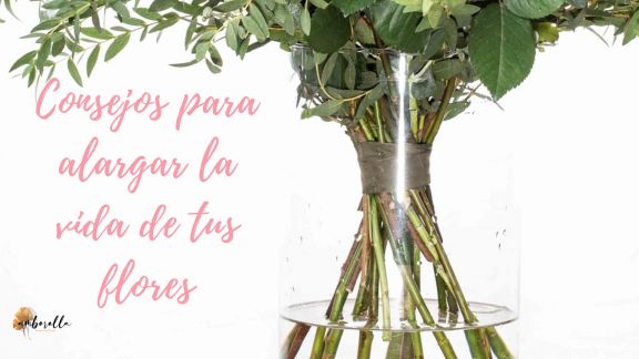 Alarga San Valentín con estos consejos para cuidar de tus Flores a domicilio Madrid