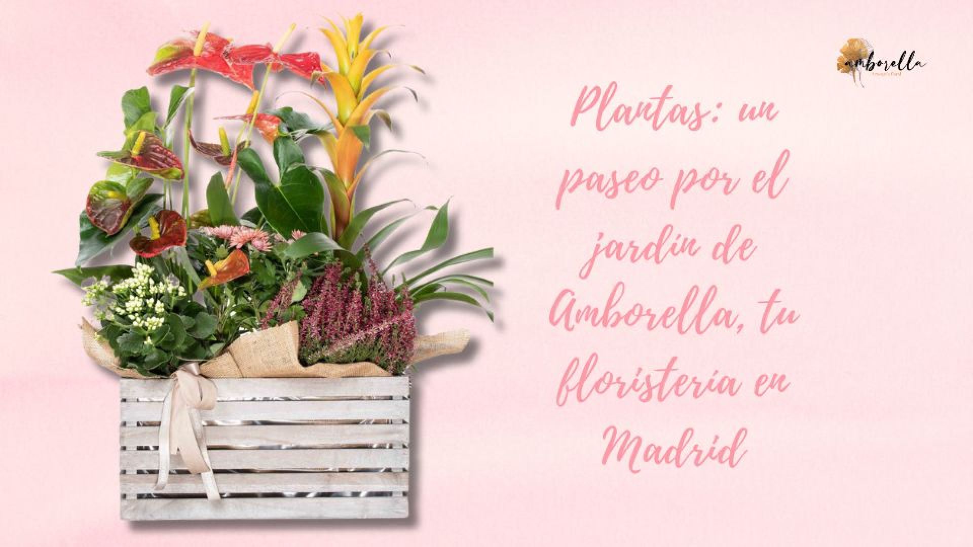 Plantas: un paseo por el jardín de Amborella, tu floristería en Madrid - ▷Floristería Madrid-Flores a domicilio Madrid▷Floristería Amborella